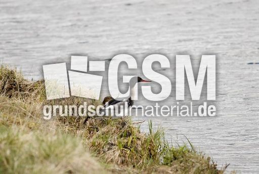 Mittelsäger (4 von 6).jpg